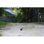 R9 Ｉｎｔｒｕｄｅｒ リス一匹--S+NA+NL.jpg