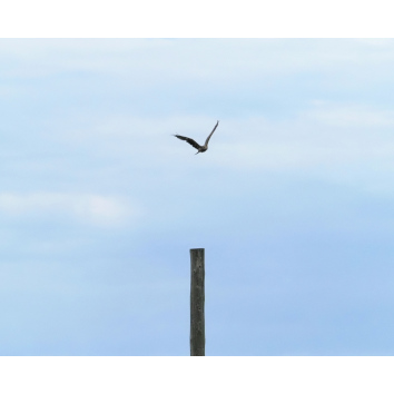 1-41. 鳶一羽 / A kite in flight