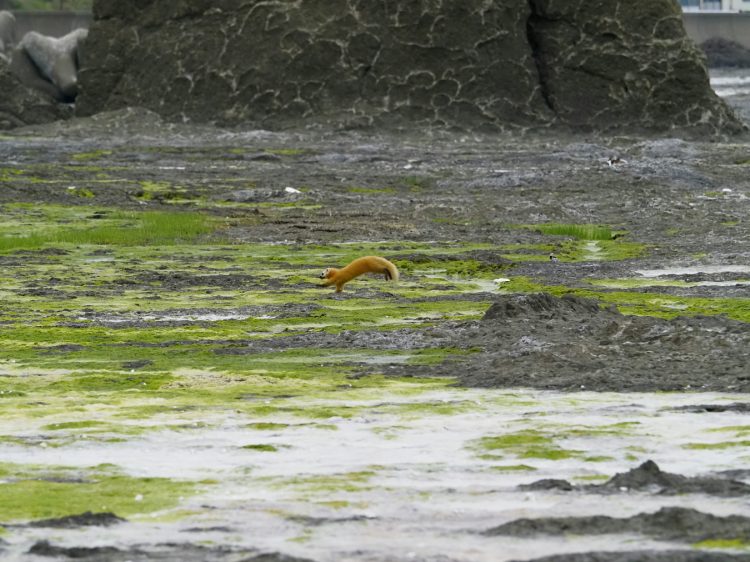 沢崎, 佐渡 by T. T. Tanaka