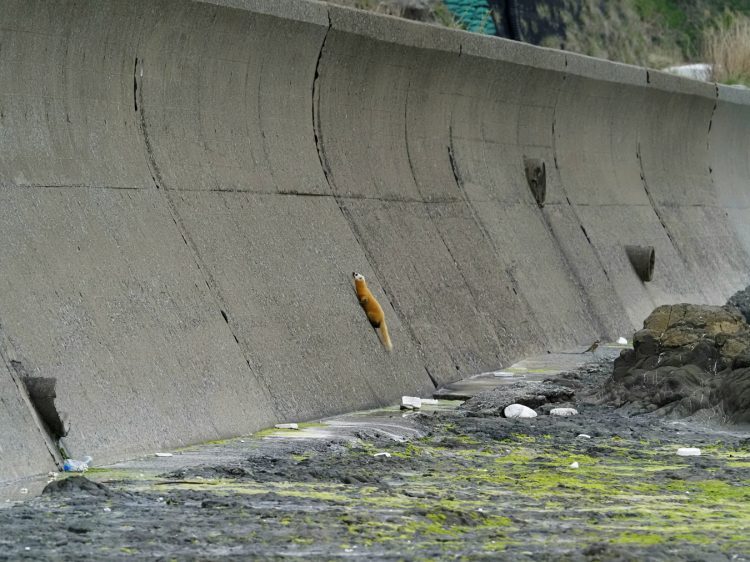 沢崎, 佐渡 by T. T. Tanaka