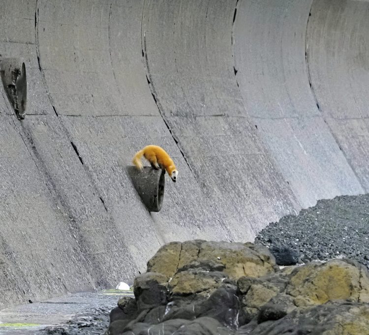 沢崎, 佐渡 by T. T. Tanaka