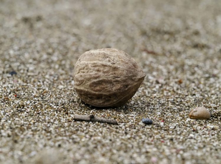 小比叡, 佐渡 by T. T. Tanaka