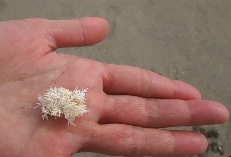 小比叡, 佐渡 by T. T. Tanaka