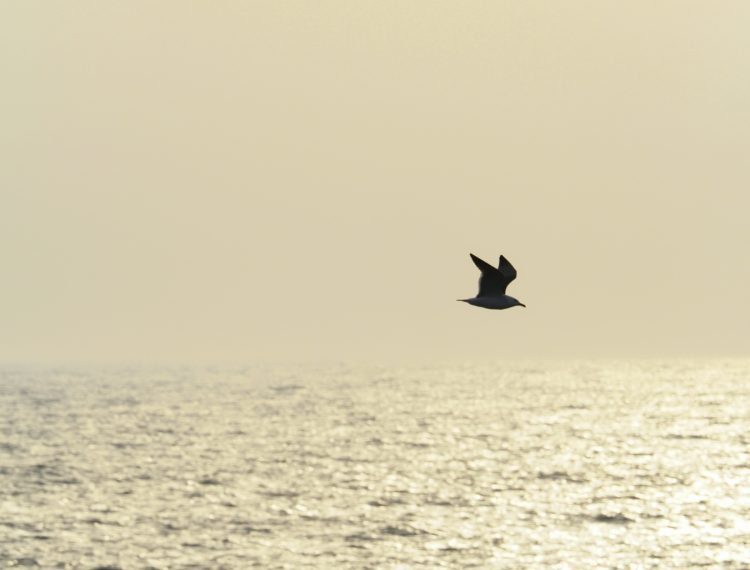 沢崎, 佐渡 by T. T. Tanaka