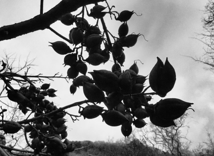 花の木, 宿根木, 佐渡 by T. T. Tanaka