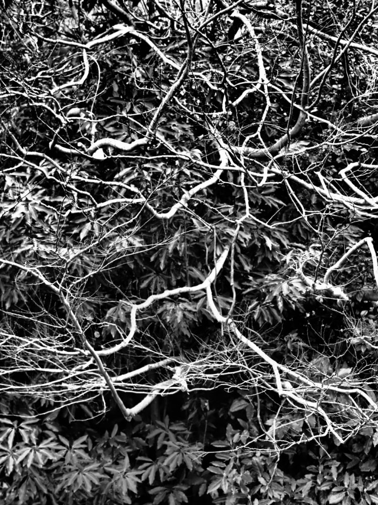 花の木, 宿根木, 佐渡 by T. T. Tanaka