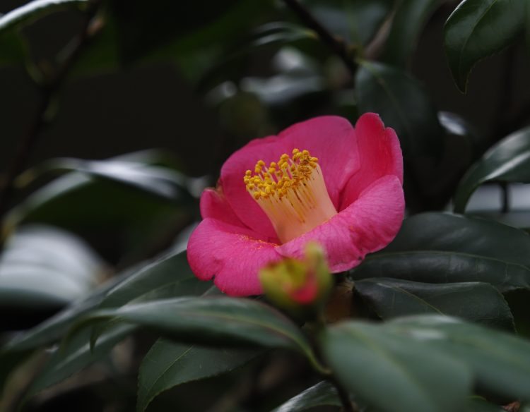 花の木, 宿根木, 佐渡 by T. T. Tanaka