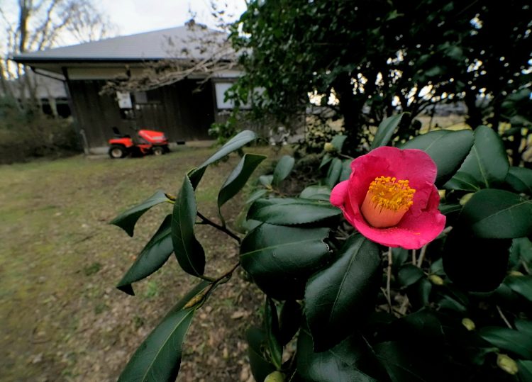 花の木, 宿根木, 佐渡 by T. T. Tanaka
