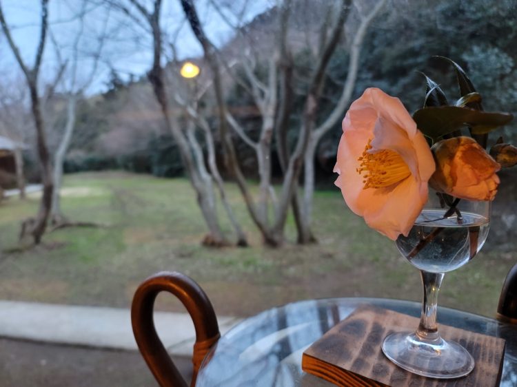 花の木, 宿根木, 佐渡 by T. T. Tanaka