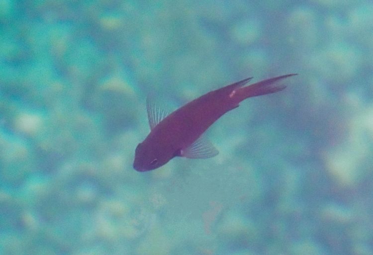 琴浦, 佐渡 by T. T. Tanaka