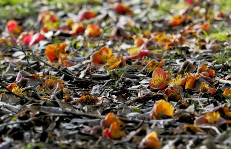 佐渡国分寺, 佐渡 by T. T. Tanaka