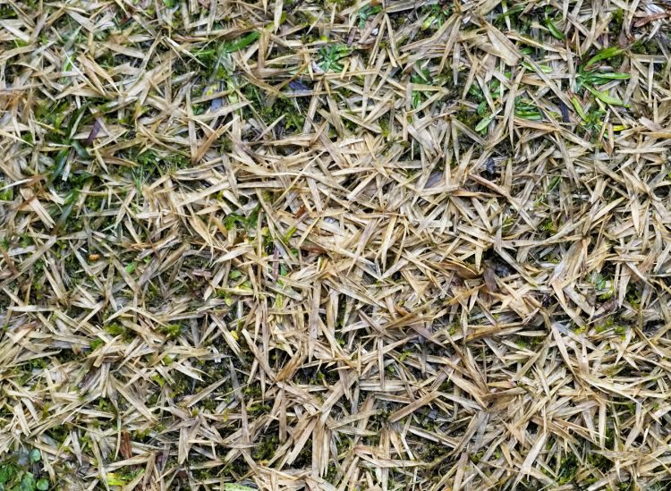 大膳神社, 竹田, 佐渡 by T. T. Tanaka