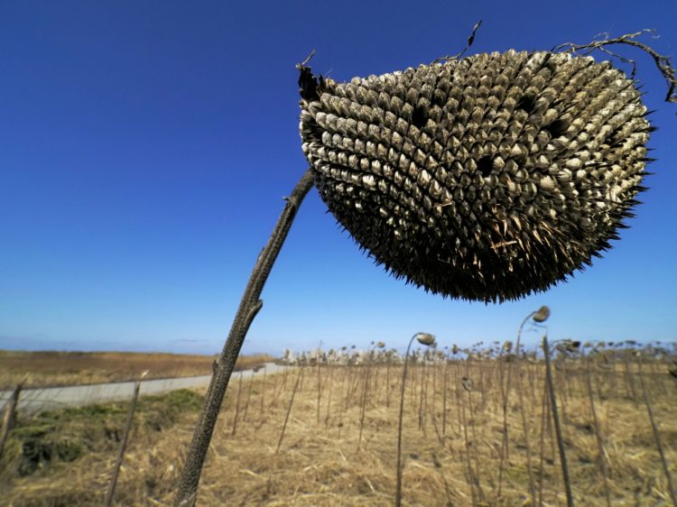 北田野浦, 佐渡 by T. T. Tanaka