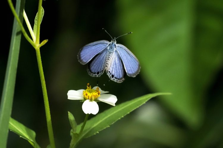 明神崎, 笠利町, 奄美大島 by T. T. Tanaka