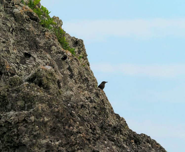 大瀬海岸, 笠利町, 奄美大島 by T. T. Tanaka