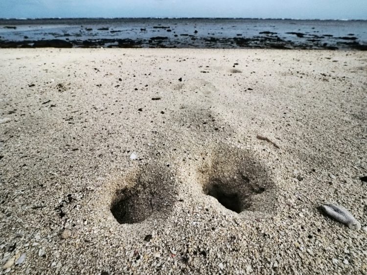 大瀬海岸, 笠利町, 奄美大島 by T. T. Tanaka