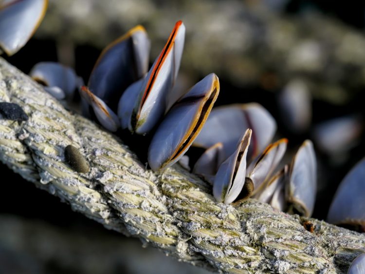 二つ亀, 佐渡 by T. T. Tanaka