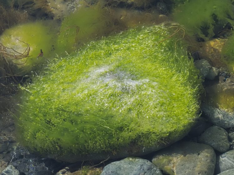 二つ亀, 佐渡 by T. T. Tanaka